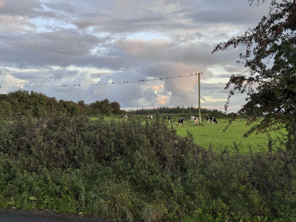 Crokers Farm Motorhome, Camping Forest